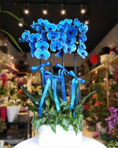 Seramik Saksı İçerisinde Dört Dallı Mavi Orkide